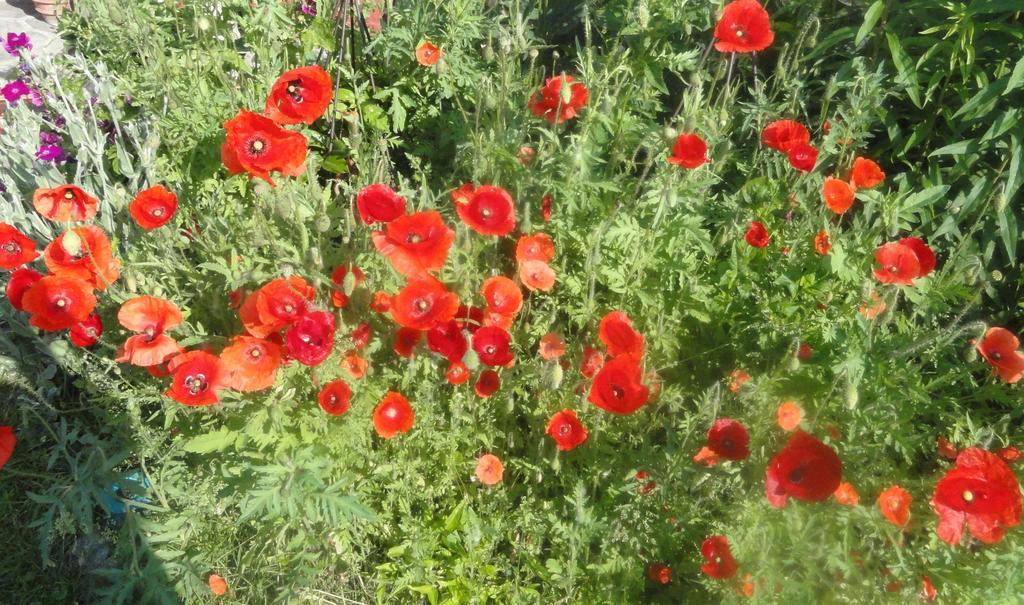Ruhige Wohnung Mit Schoenem Eigengarten In Seeboden Am Millstaettersee Экстерьер фото
